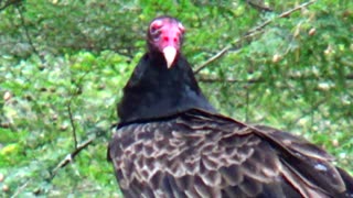 Turkey Vultures