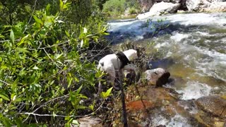 Augustus in Ten Sleep Creek