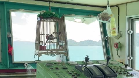 A Bird Cage on a Ferry Boat