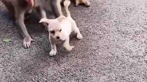 Naughty monkeys fighting dog