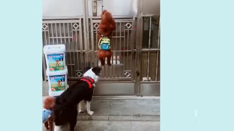 Smart dog opening their door