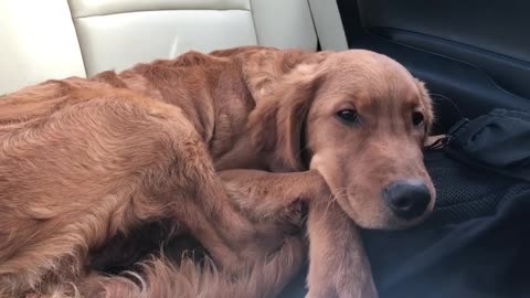 Puppy sneaks medicated food and can't stay awake