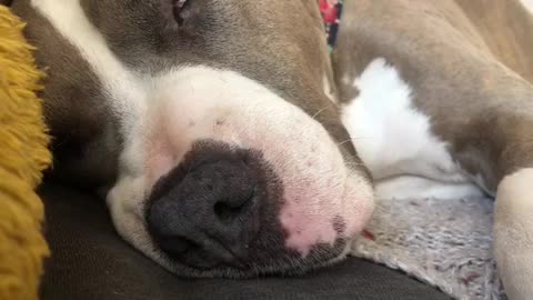 Sleeping pit bull has extremely vivid dream