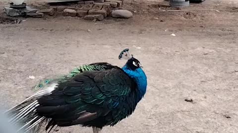 Beautiful Peacock 🦚 Video By Kingdom of Awais