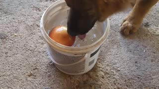 Dog goes apple bobbing