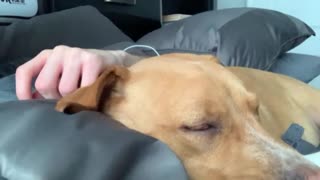 Honey Takes a Nap
