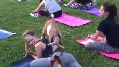 Little Baby Goats are attending Yoga Session