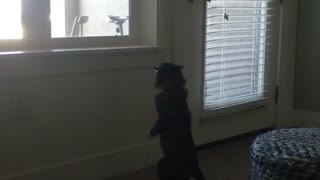 Brown cat hind legs stares at white windowsill