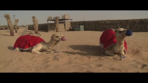 camels in the desert