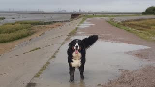 Bernese Mountain Dog enjoying puddles