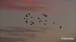 Bird's in sunrise