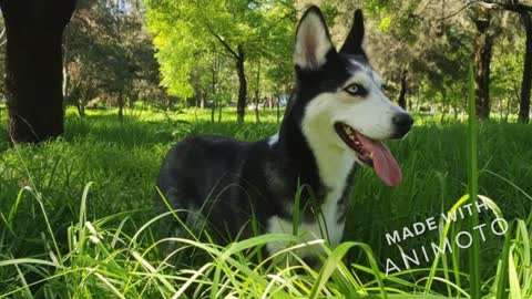 Happy Husky / Siberian Husky