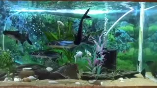 Catfishes in water tank/ aquarium
