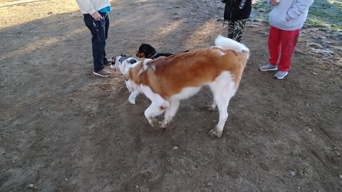 Saint Bernard and Everest