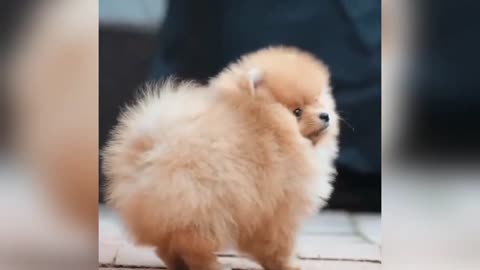Super Cute Pomeranian Puppy