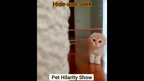 A small cute cat funny video // cat funny video #short #viral #funny