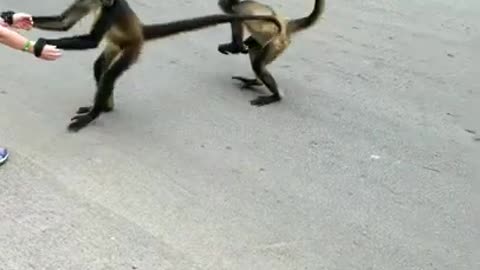 Funny : Monkeys trying to kidnap a little girl