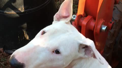 Abby the Farm dog