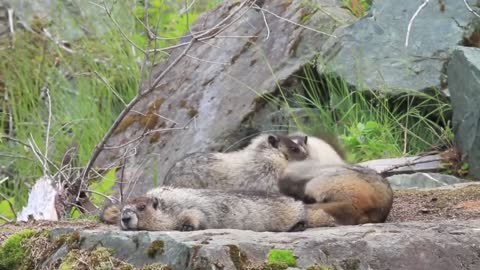 Cute Marmots Playing With Each Other