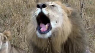the king of the jungle roaring