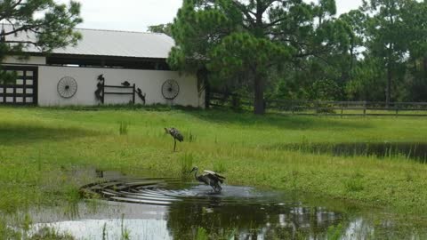 Sandhill Cranes Bathing In Flood Waters