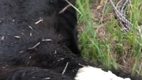 Draining An Abscess On a Yearling Cow