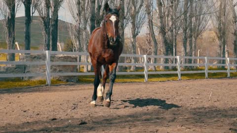 lindos cavalos