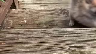 Puppy first time to climb steps