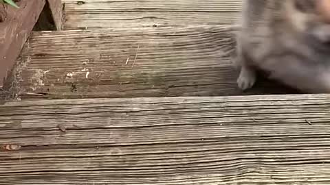 Puppy first time to climb steps