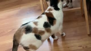 Cali and scaredy-cat stand-off