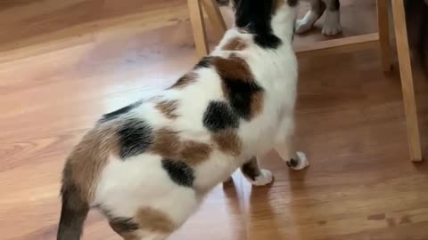 Cali and scaredy-cat stand-off