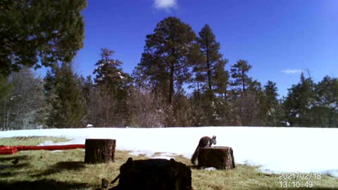 Squirrel and birds on a stump in the Snow!