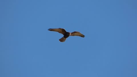 A brown hawk soars in the sky...
