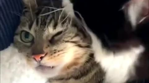 Cute baby kitten funny video