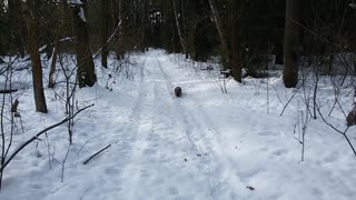 Raccoon Tussle