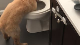 Retriever Puppy Uses Improvised Porcelain Pool