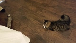 Funny cat video, Purdy