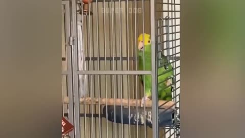 Smart And Funny Parrots Parrot Talking Videos