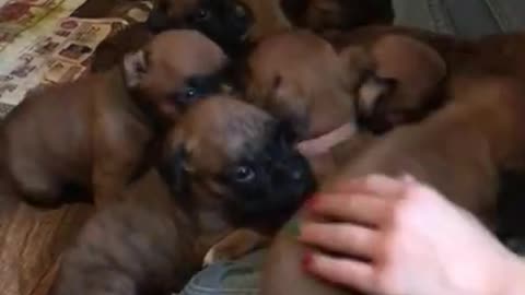 All the puppies!0