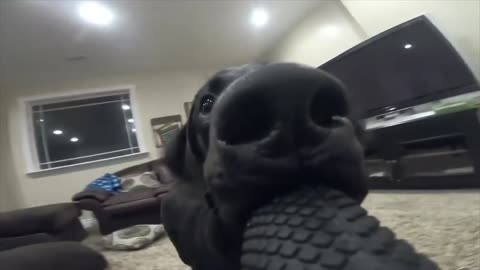 Dog steals owner's camera and runs around the house - VERY FUNNY!!!