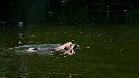 Dog lumbered across the water to catch a lumber