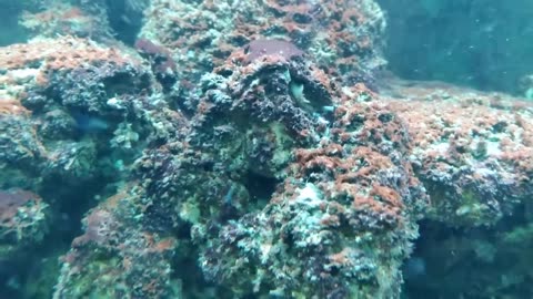 Sponges and Pods