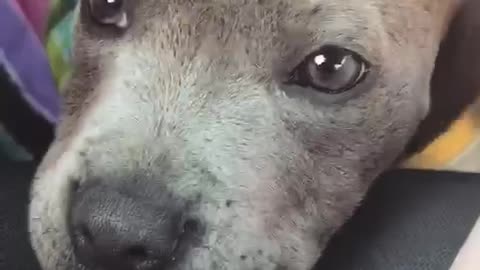 Adorable puppy noises