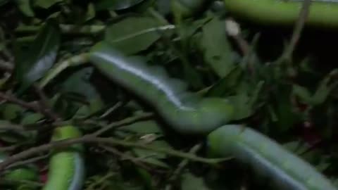 A huge green worms were caught in Amazon jungle