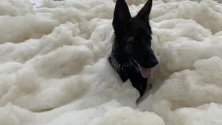 Dog Engulfed in Sea Foam