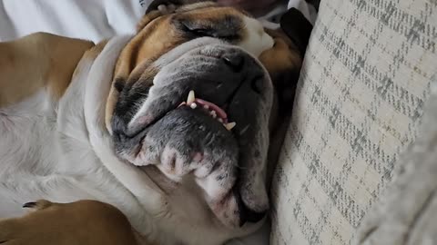 Bulldog Sleeps Soundly in Dad's Arms