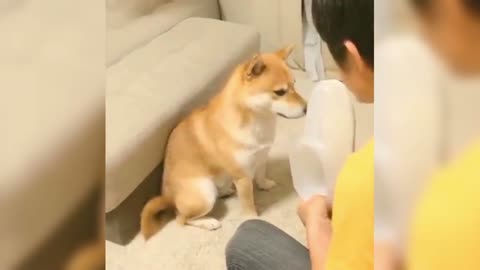 Shiba Inu sits and plays with the owner obediently