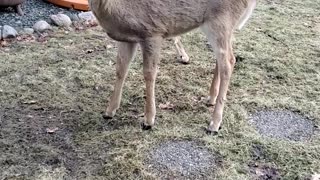 Friendly Deer Enjoys Oatmeal Cookies