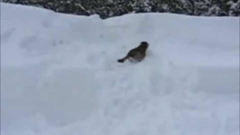 [Funny]Dog love snow