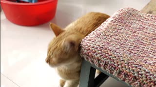 Orange cats are itchy and tickle, but they are still very cute. Do you like them?